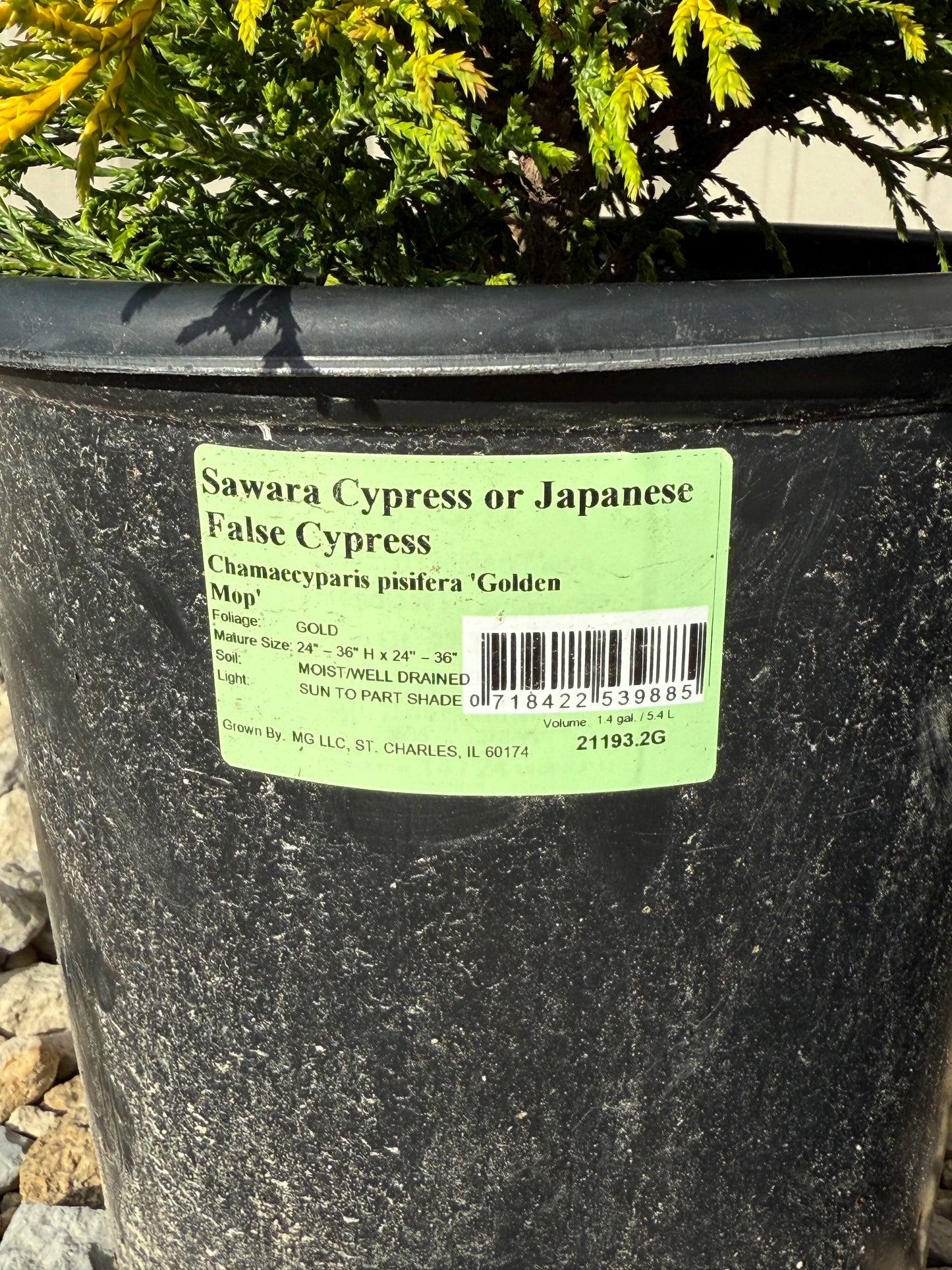 'Golden Mop' False Cypress