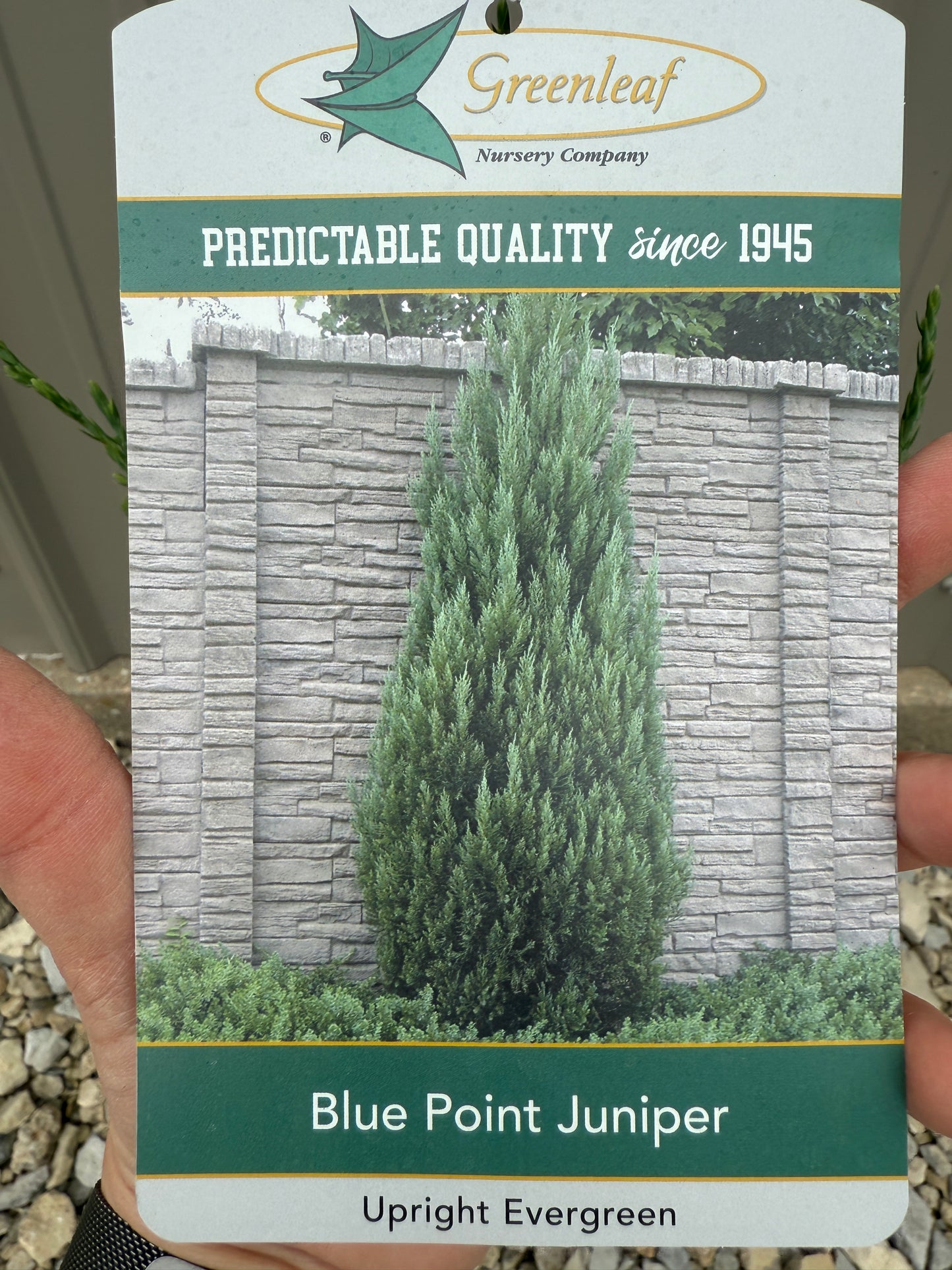Blue Point Juniper