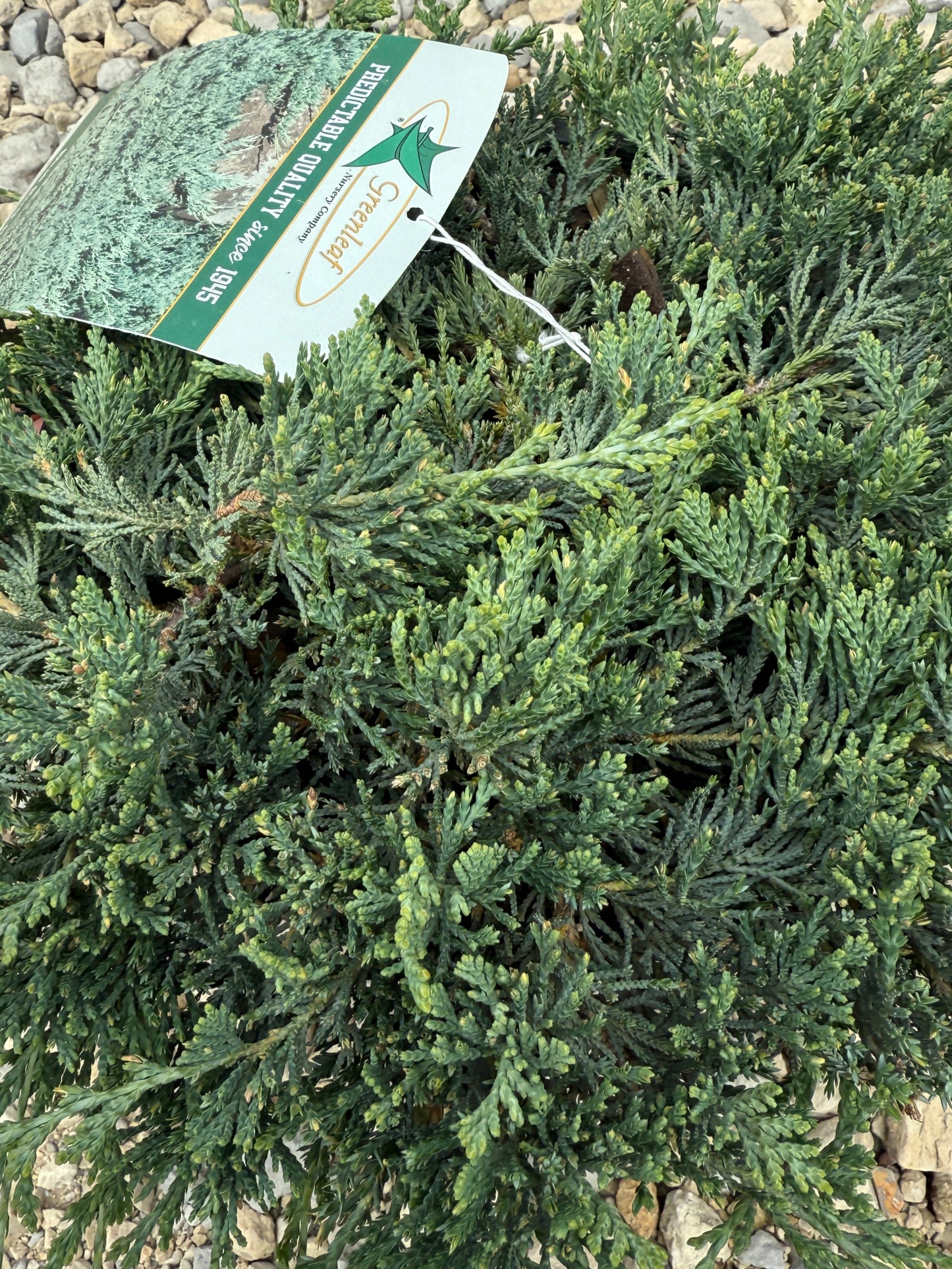 Blue Rug Juniper #2