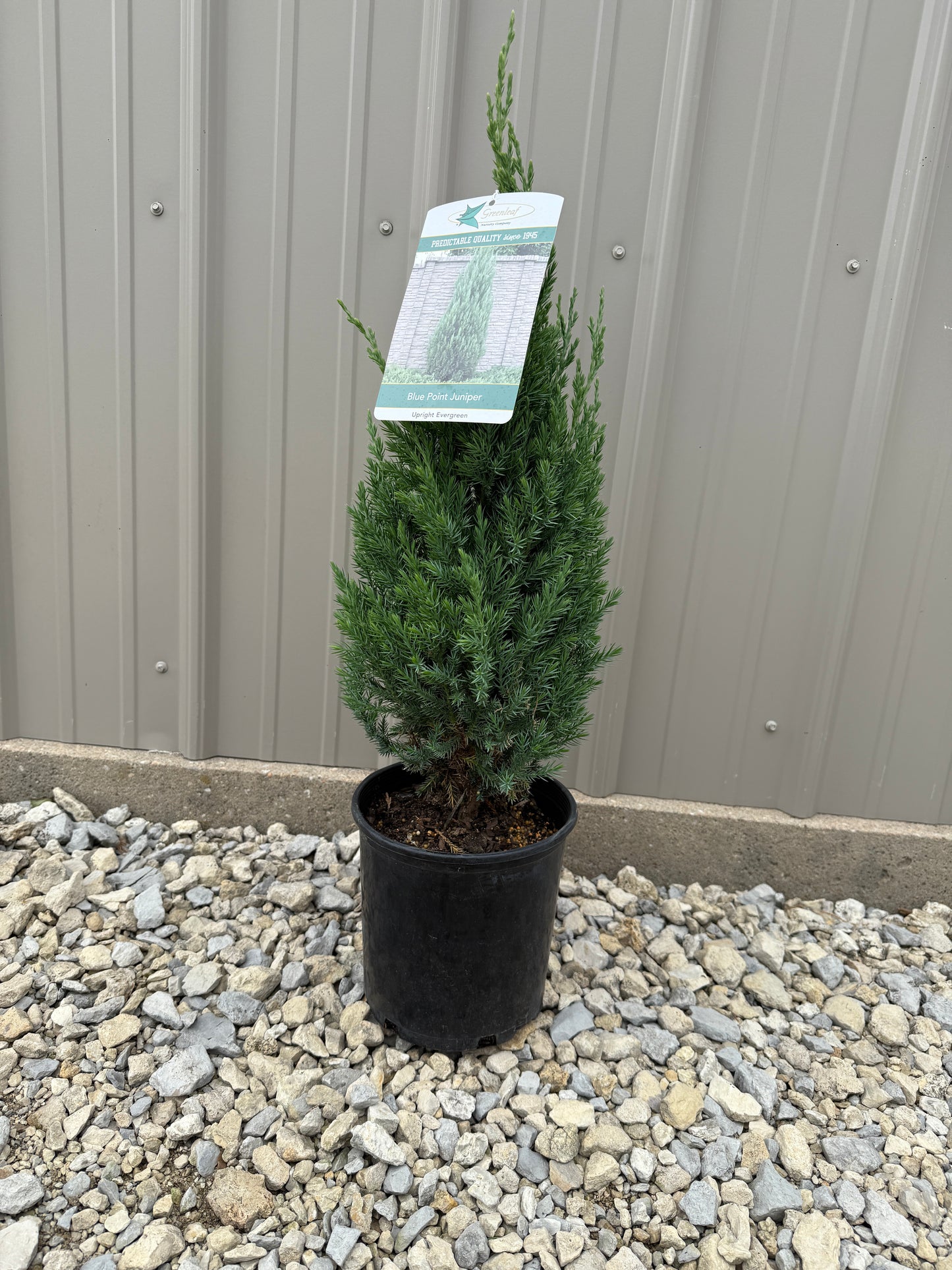 Blue Point Juniper