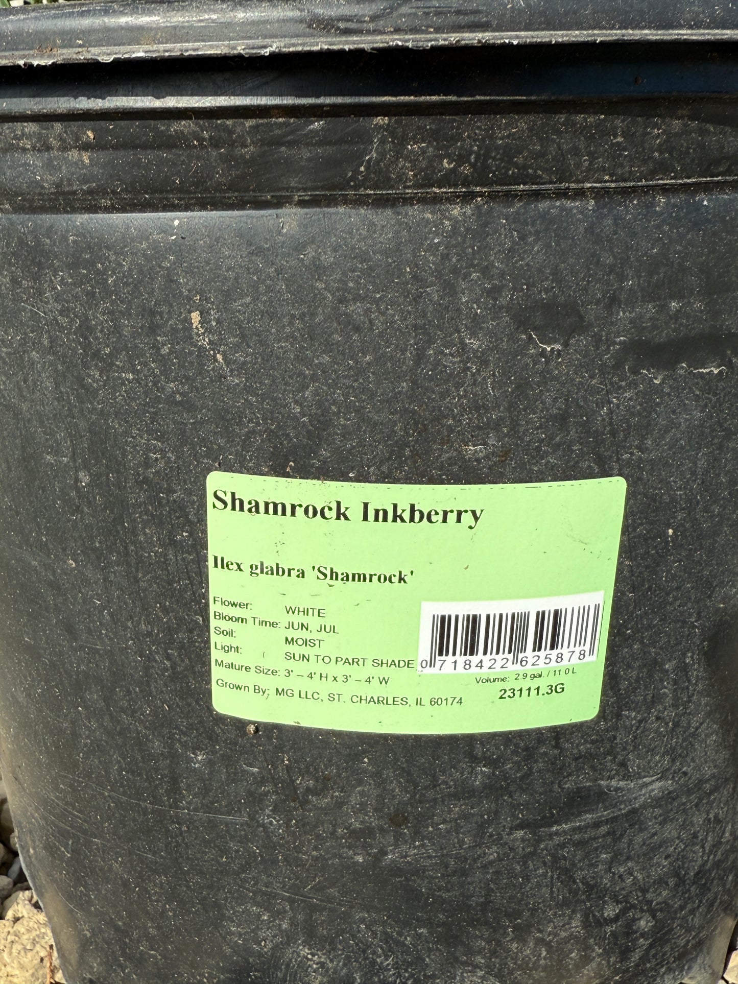 'Shamrock' Inkberry Holly (Ilex)