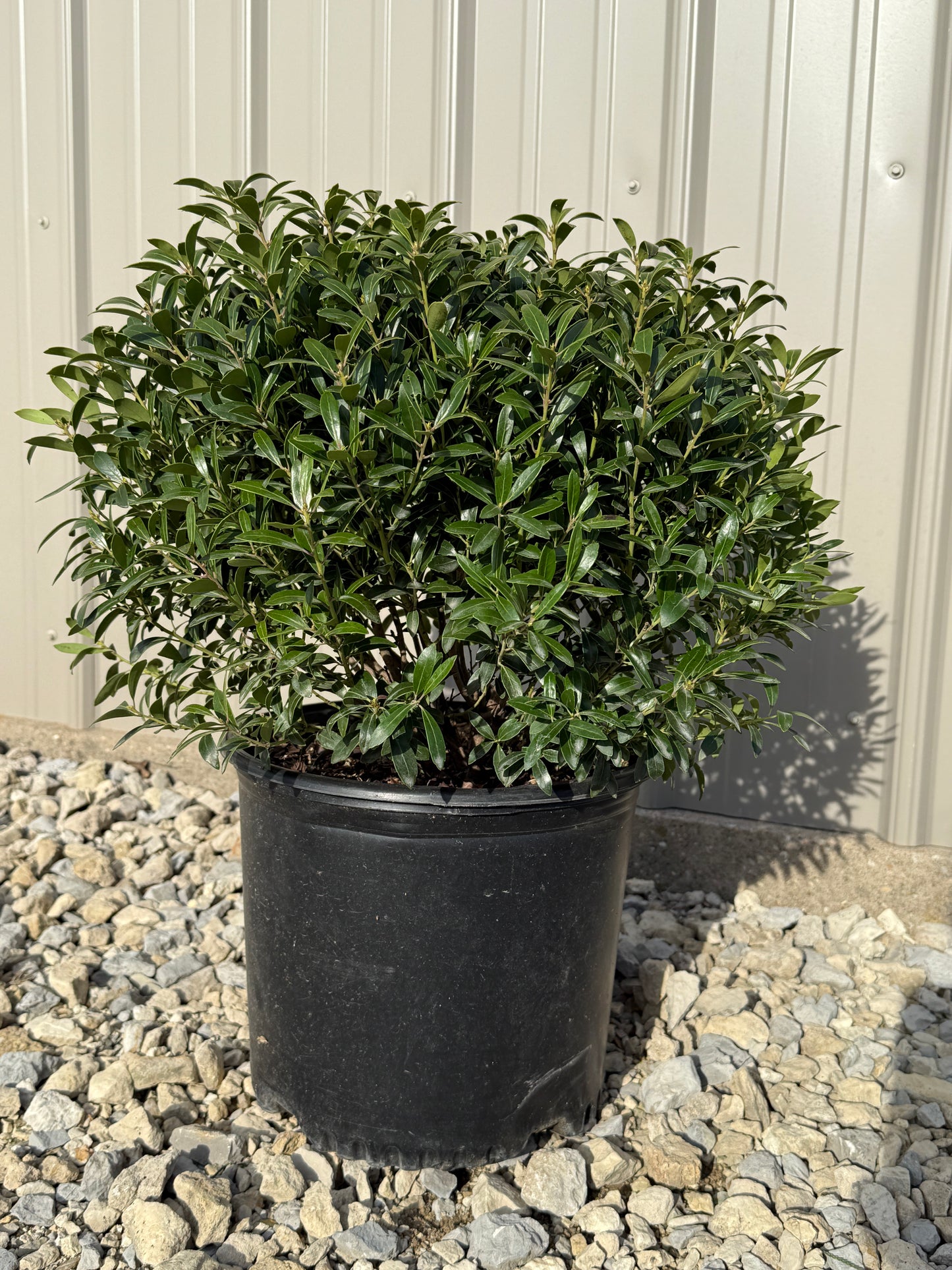 'Shamrock' Inkberry Holly (Ilex)