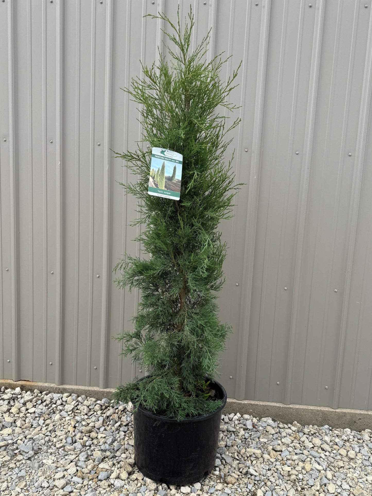 Taylor Juniper - Now in Stock