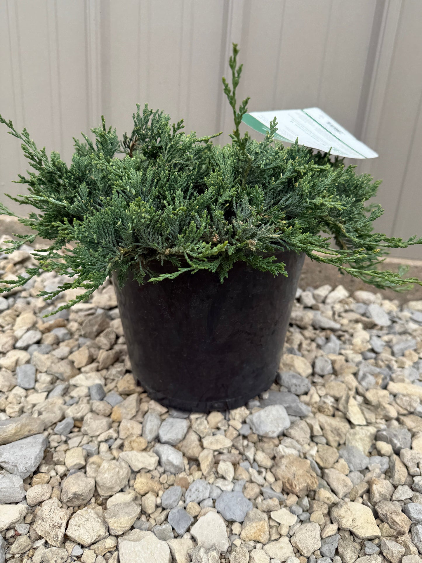Blue Rug Juniper #2