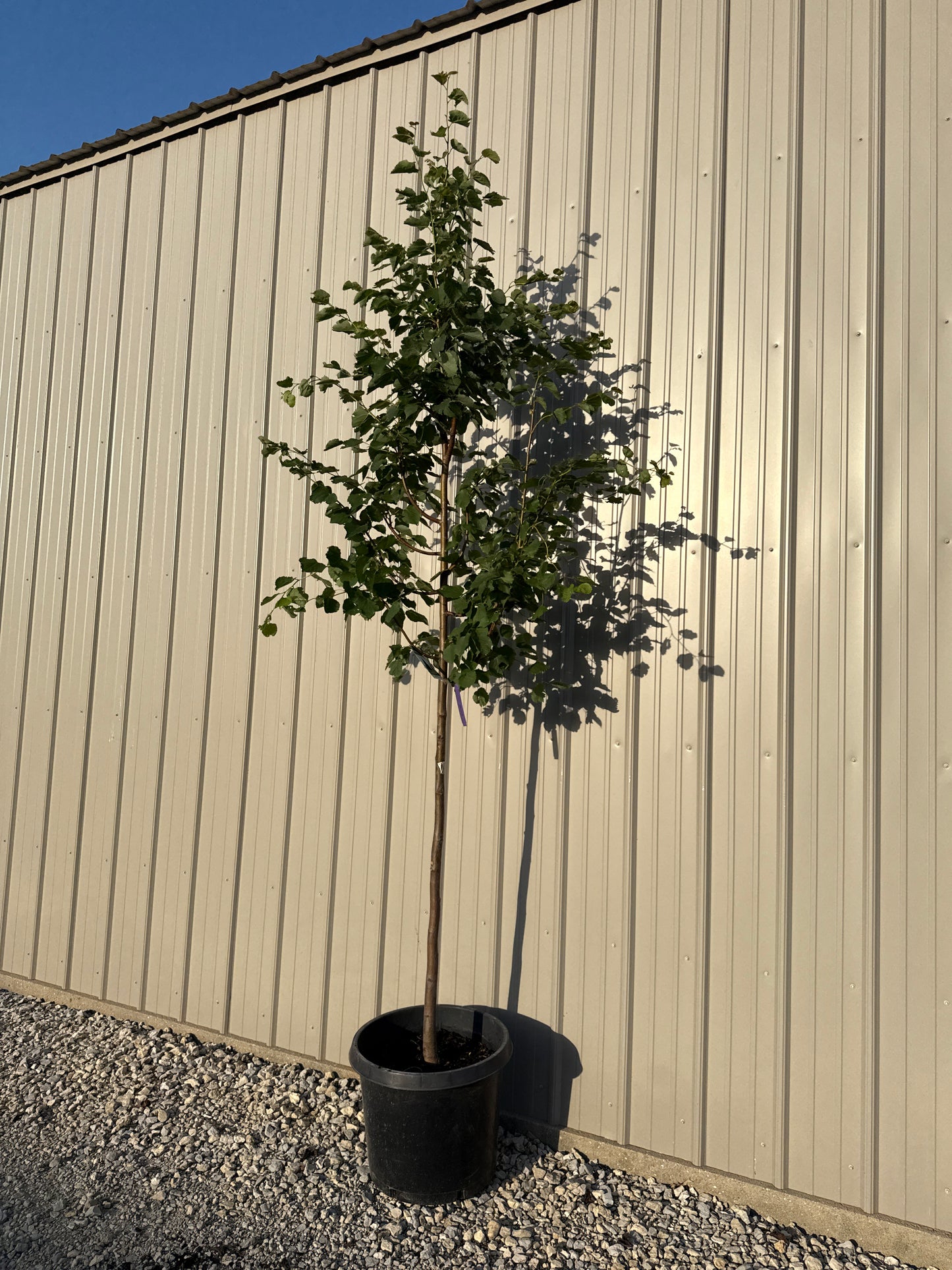 Greenspire® Linden