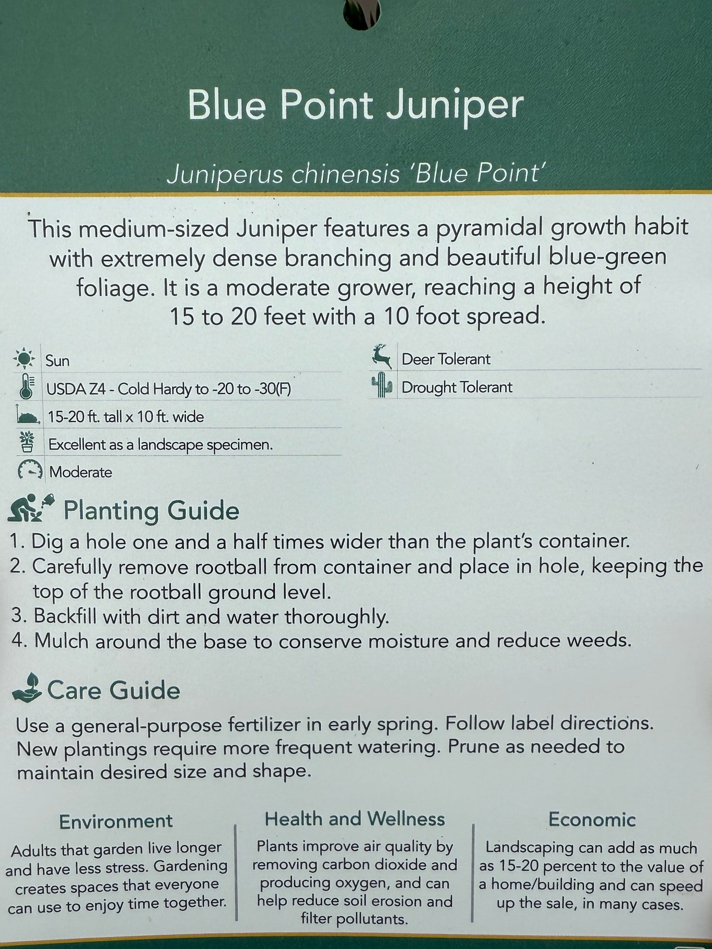 Juniper Blue Point