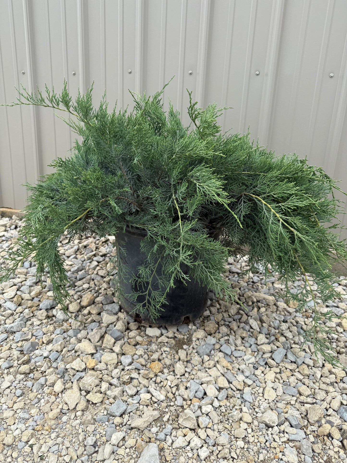 Grey Owl Juniper #5