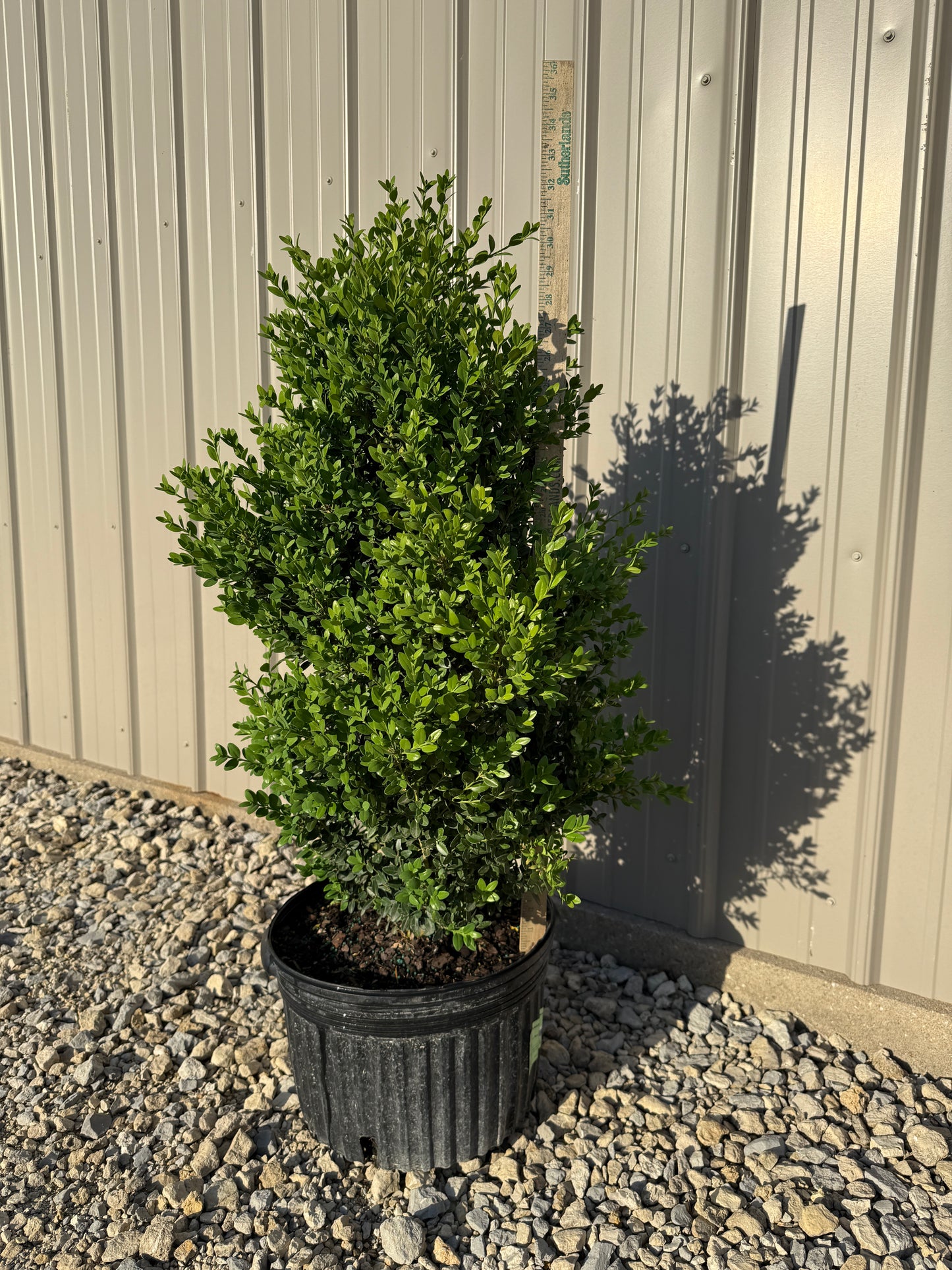 Green Mountain Boxwood - 5 GAL