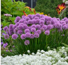 Allium - Millenium