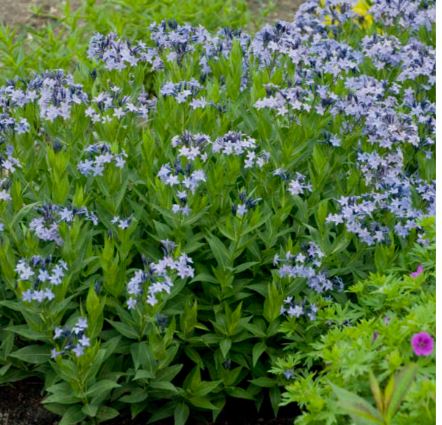 Amsonia 'Blue Ice'