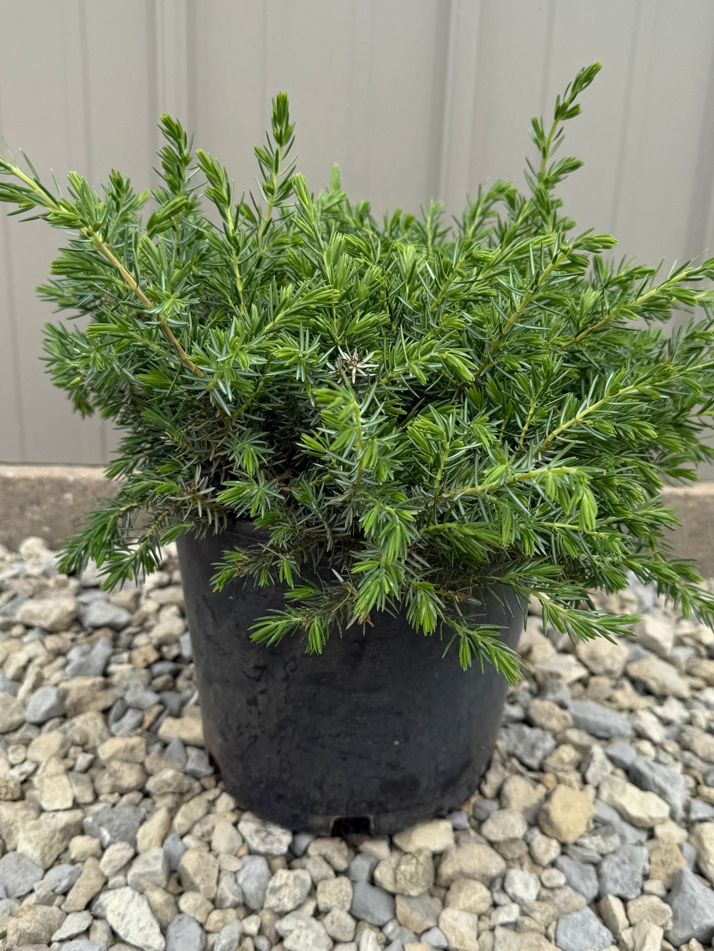 Blue Pacific Juniper - #2