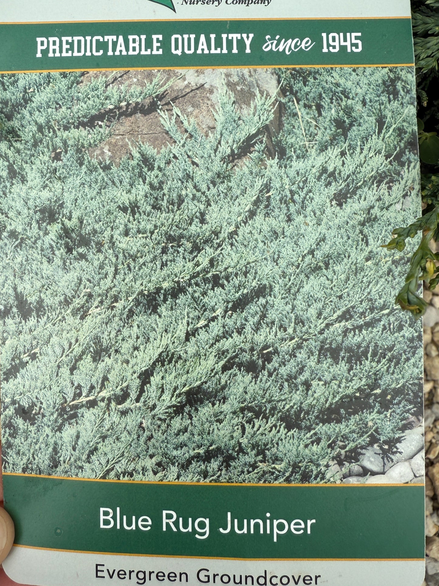 Blue Rug Juniper #2