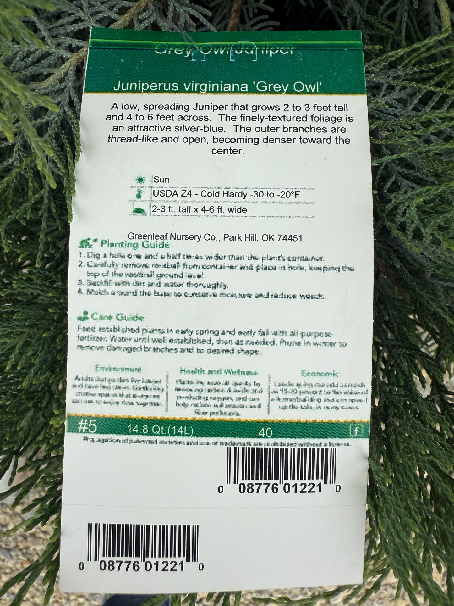Grey Owl Juniper #5