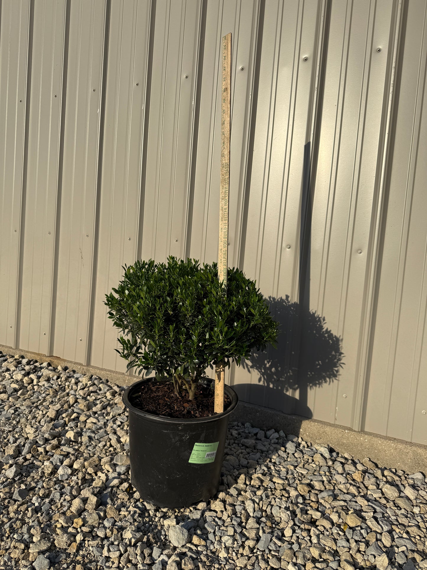 'Shamrock' Inkberry Holly (Ilex)