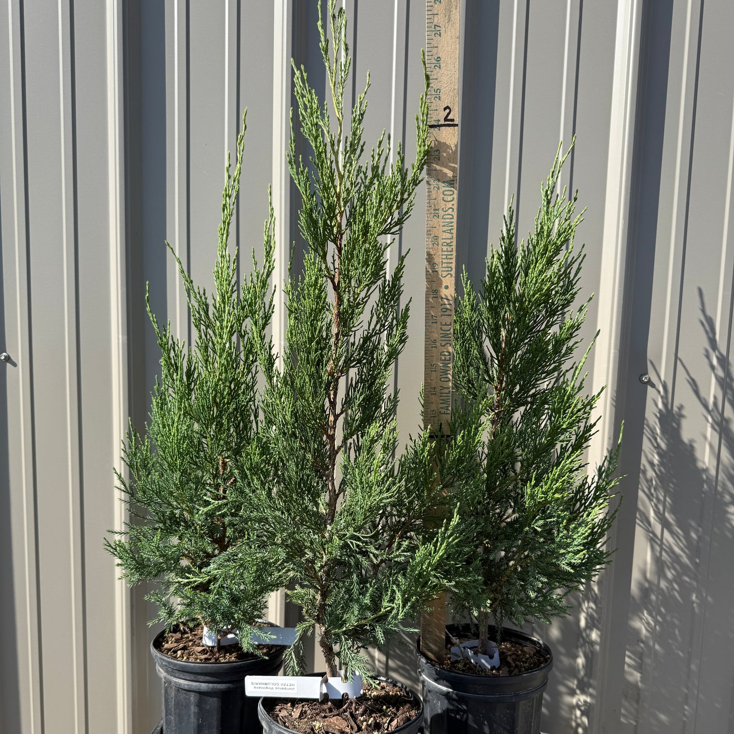 Juniperus chinesis 'Hetzi' Columnaris