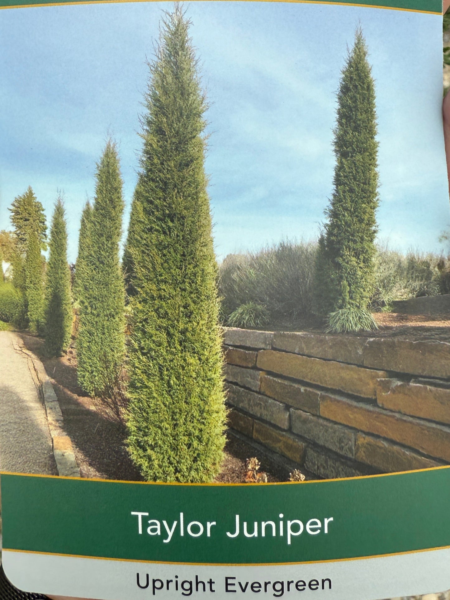 Taylor Juniper - Now in Stock