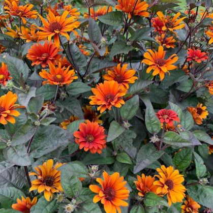 Heliopsis Bleeding Hearts