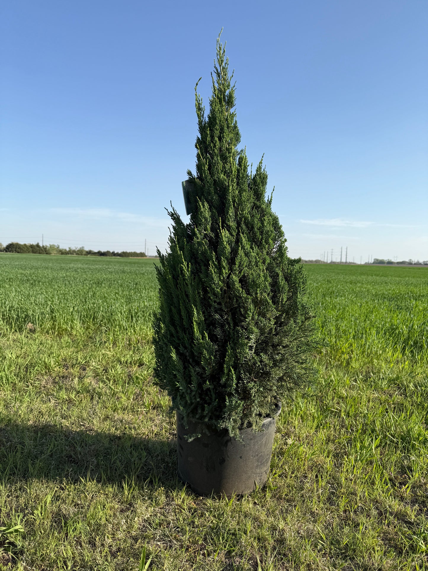 Blue Point Juniper