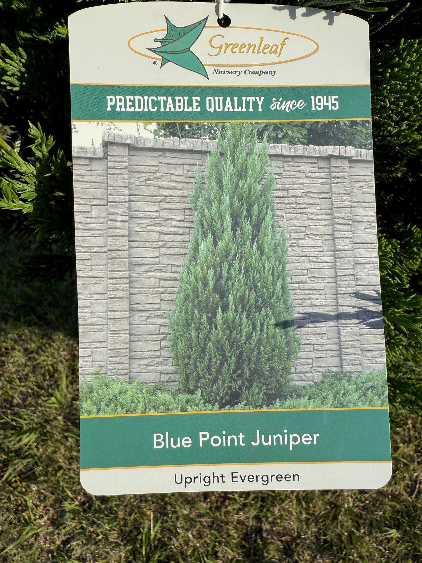 Blue Point Juniper