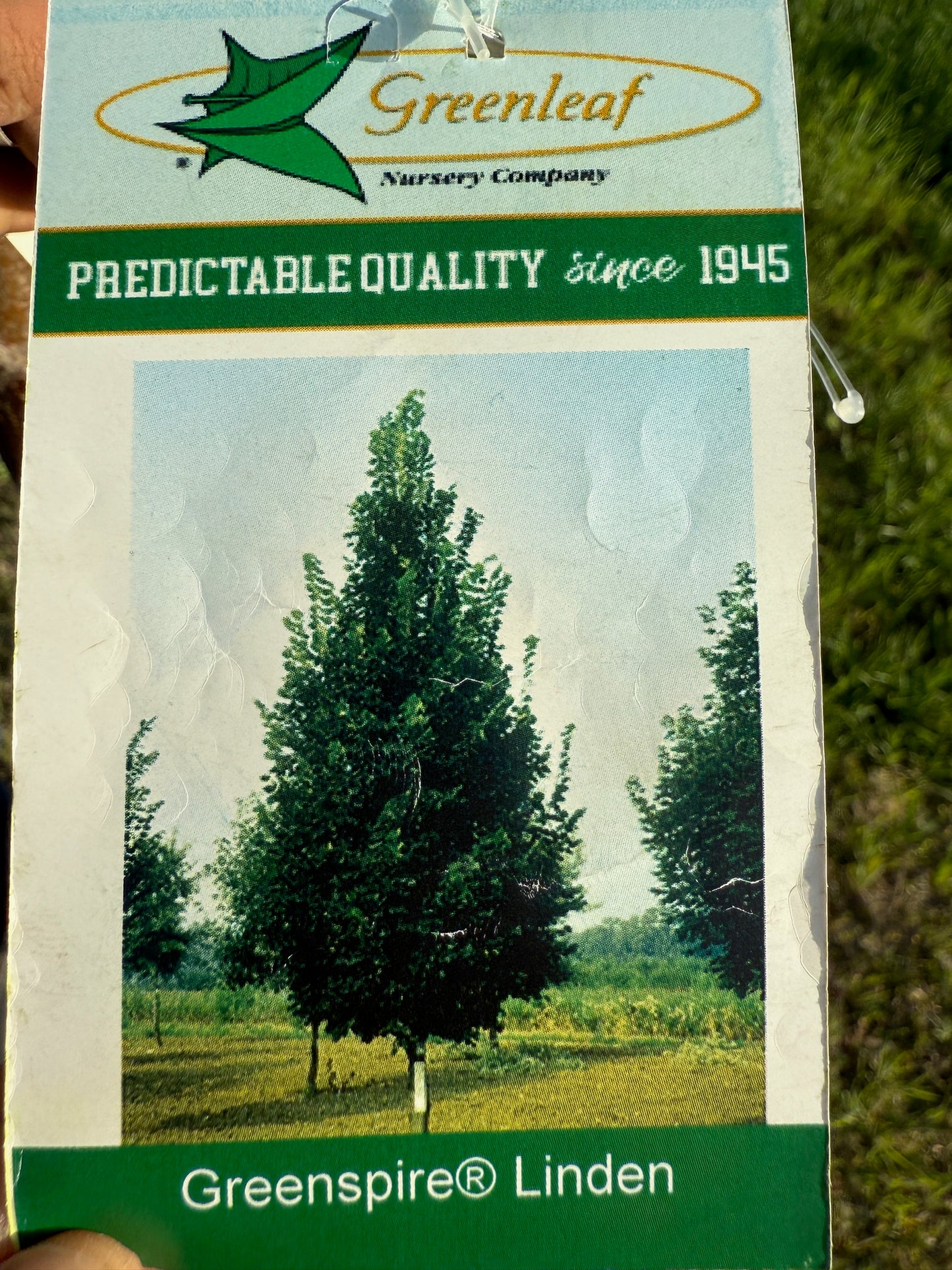 Greenspire® Linden