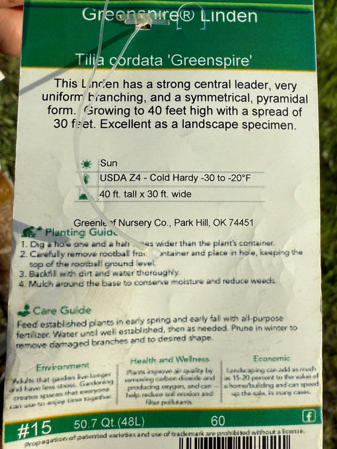Greenspire® Linden