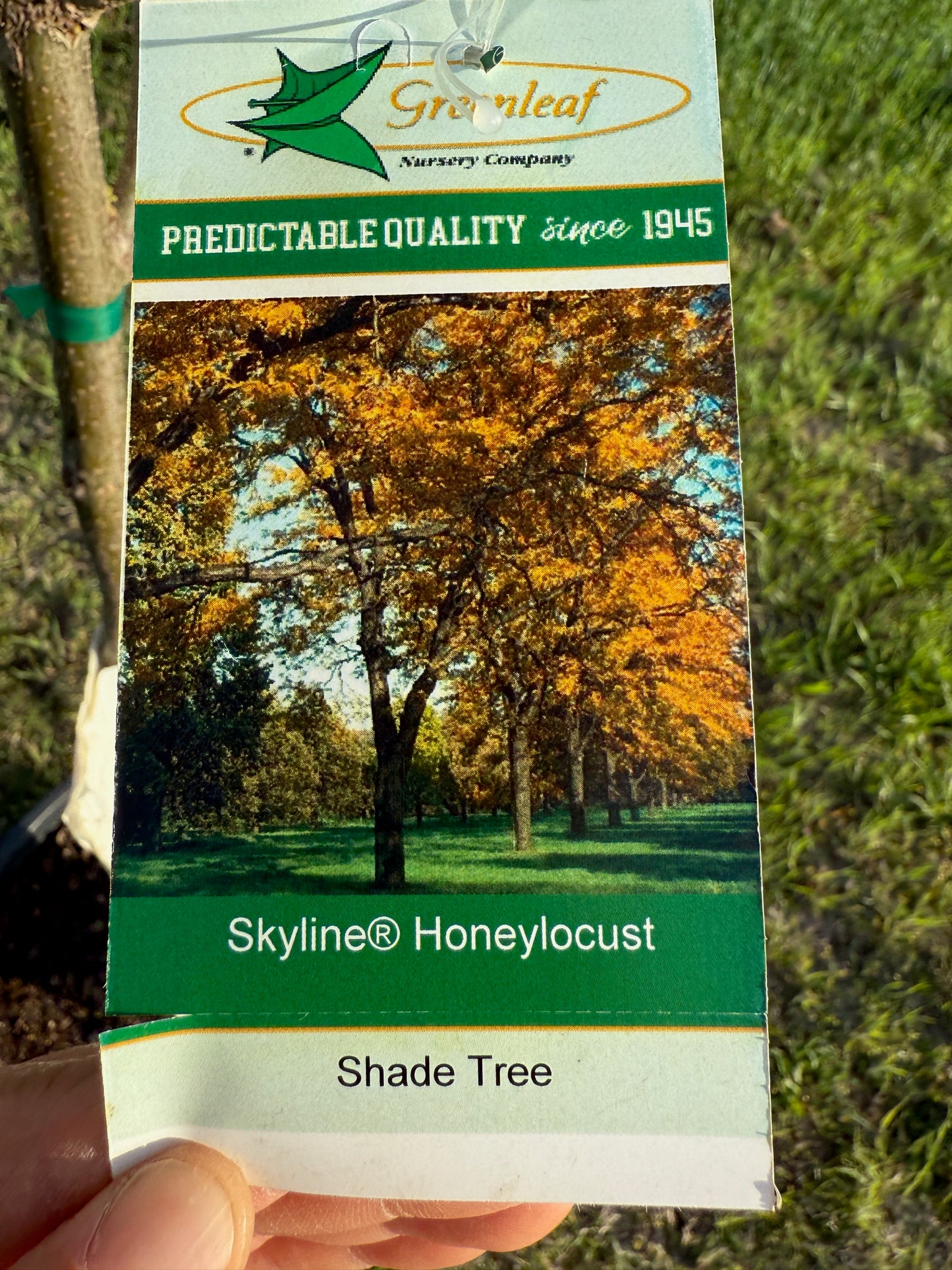 Skyline Honeylocust Tree