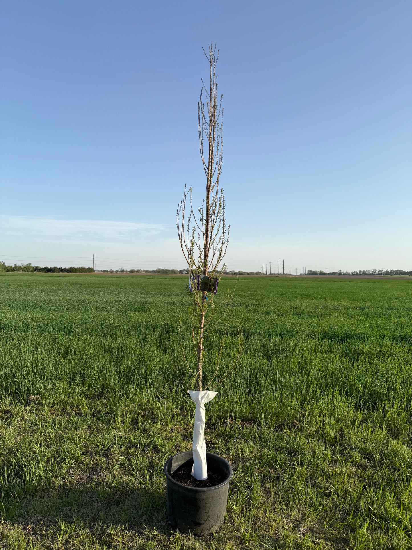 Lindsey's Skyward® Bald Cypress