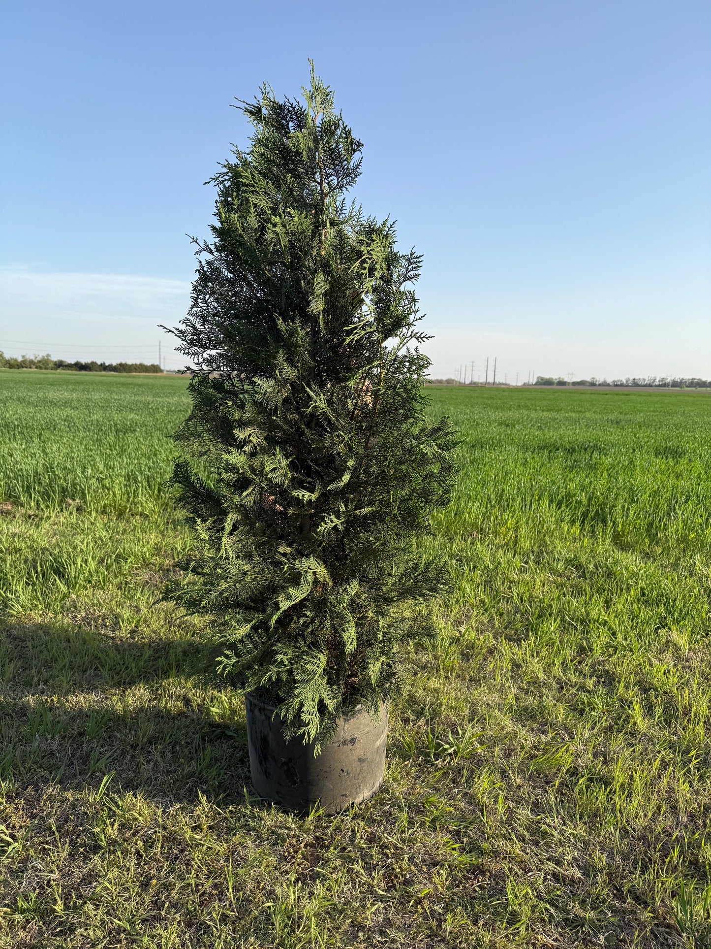 Murray Leyland Cypress