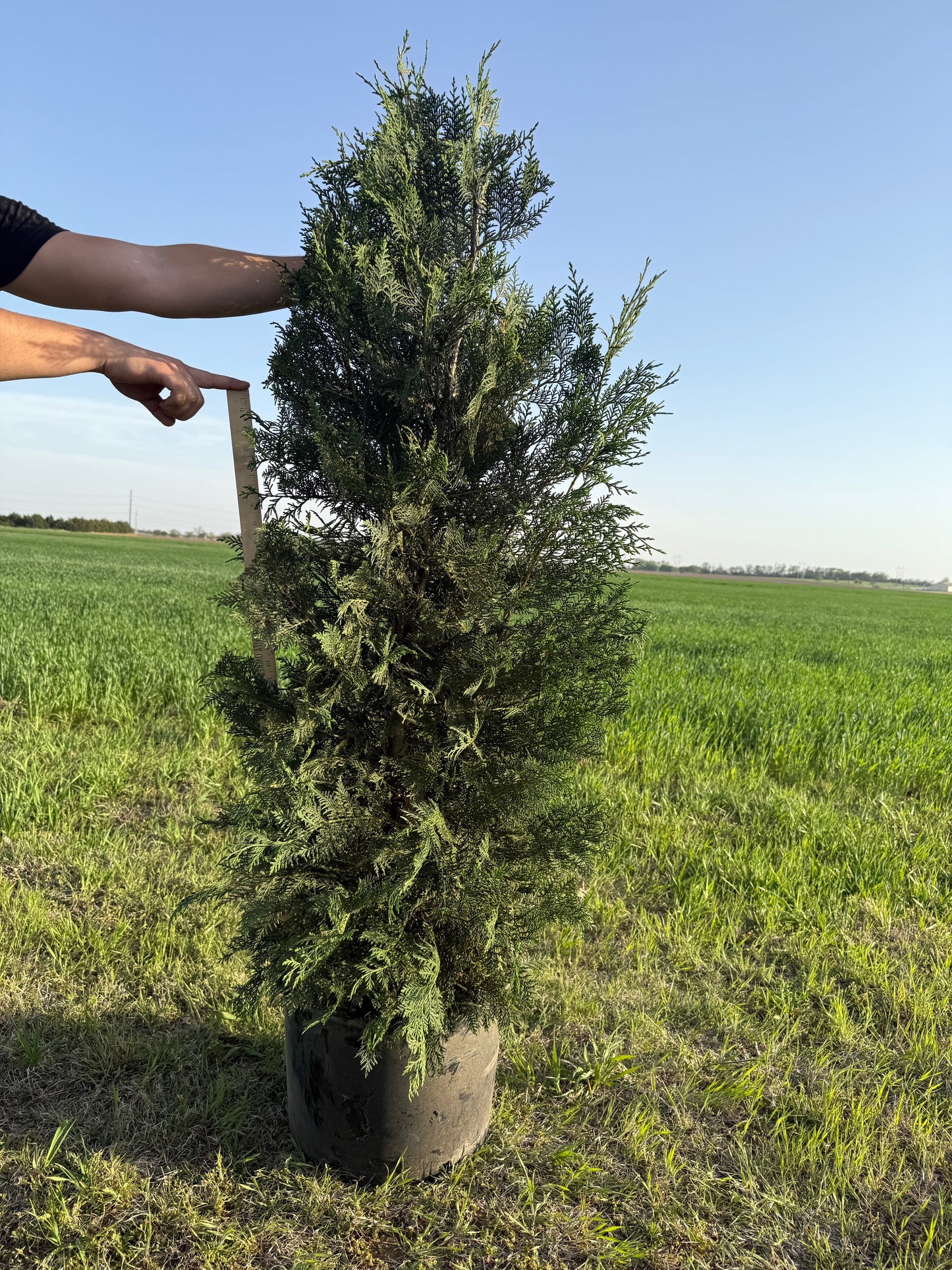 Murray Leyland Cypress