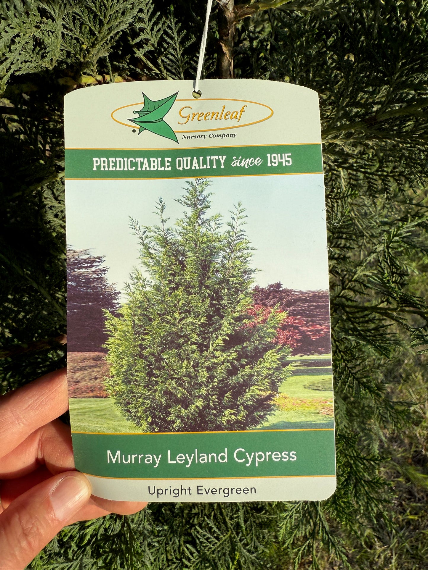 Murray Leyland Cypress