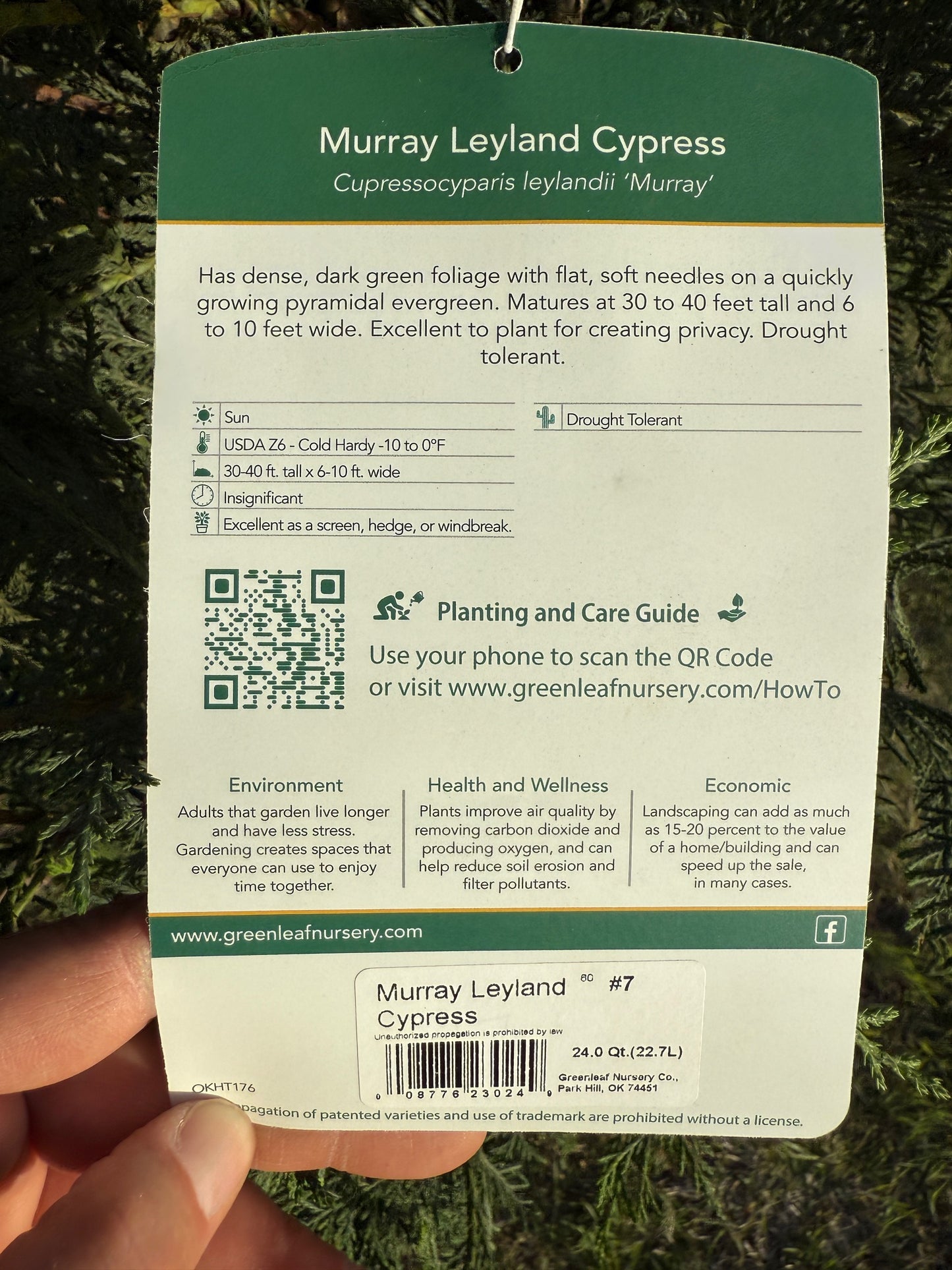 Murray Leyland Cypress