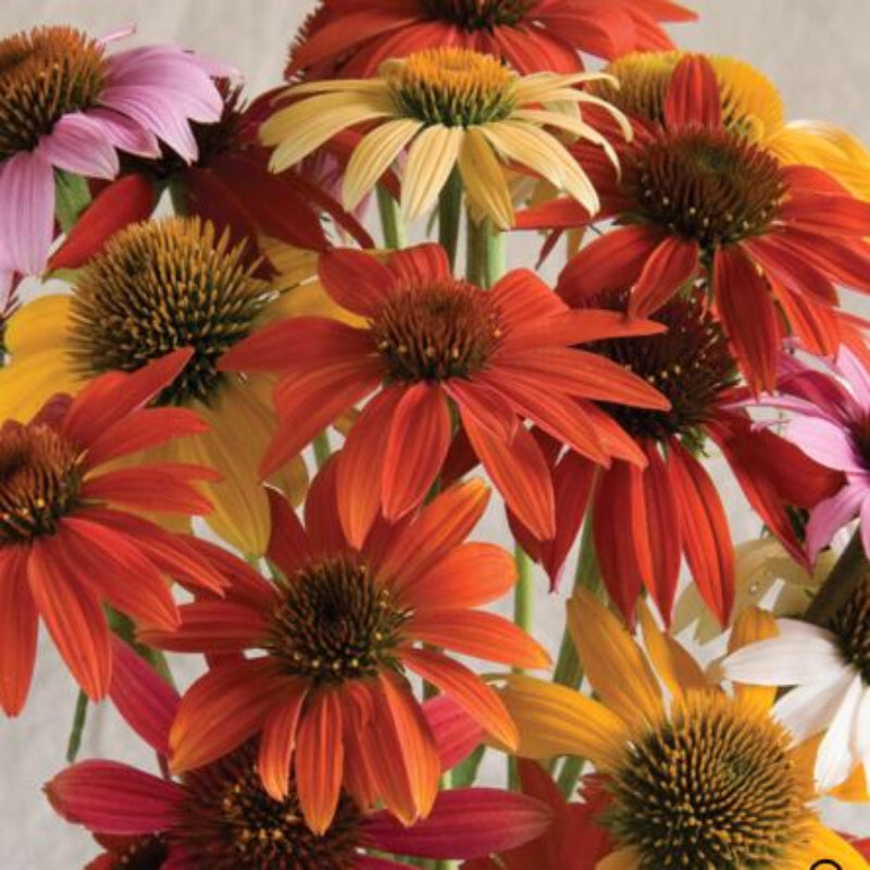 Echinacea Cheyenne Spirit