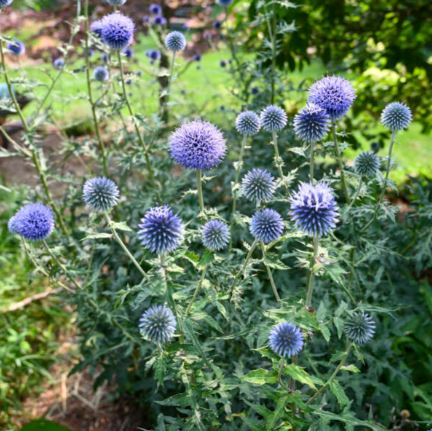 Echinops Blue Glow