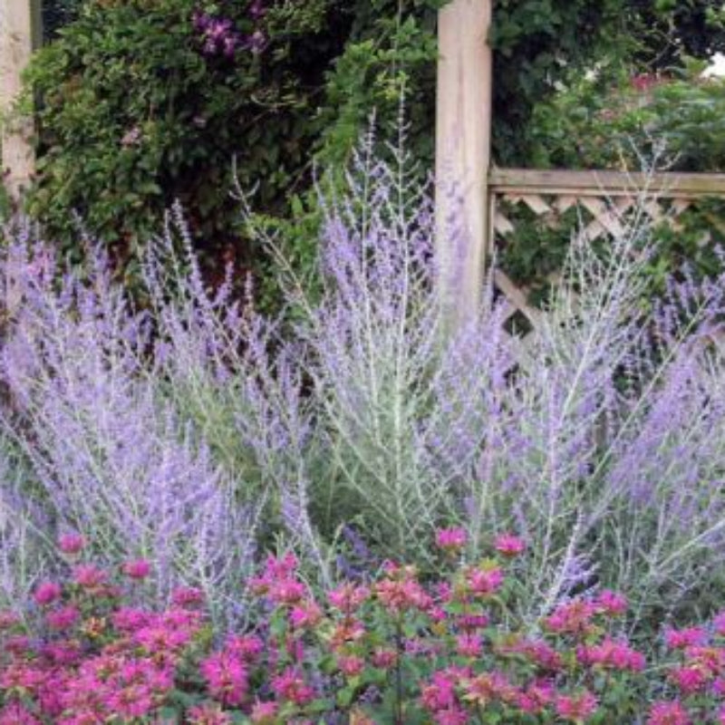 Russian Sage