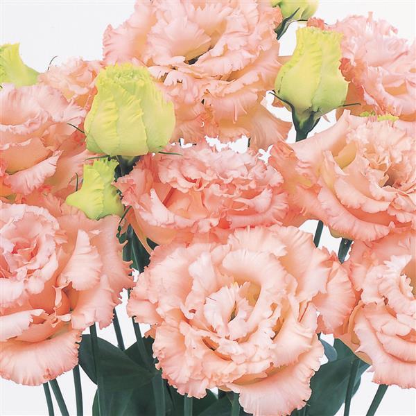 Lisianthus Voyage 2 Light Apricot