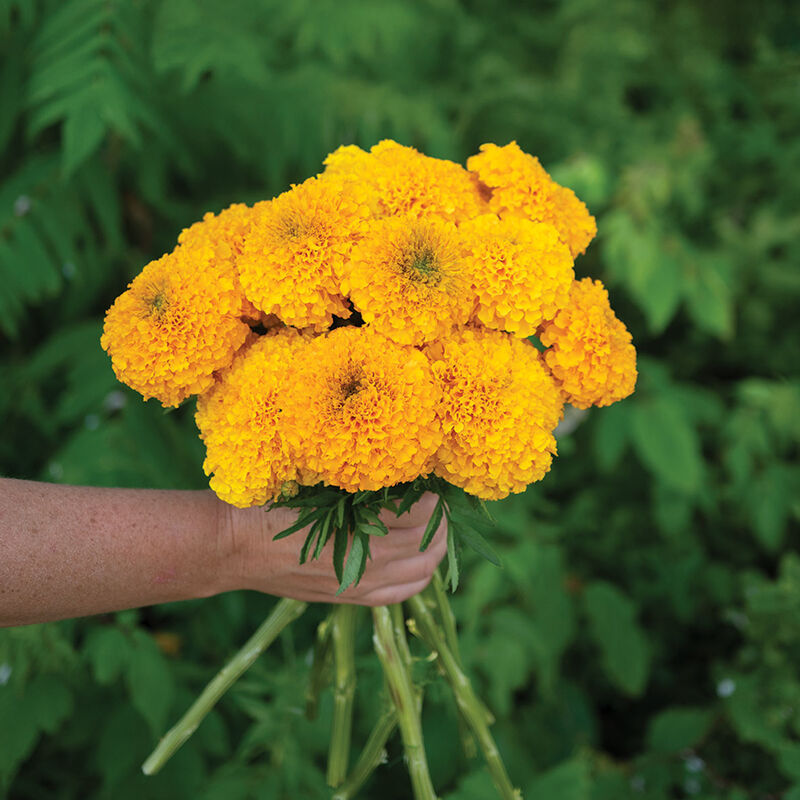 Marigold Coco Gold