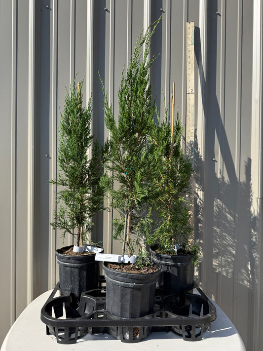 Juniper 'Spartan'