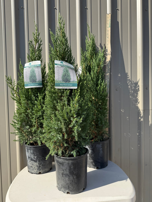 Juniper Blue Point