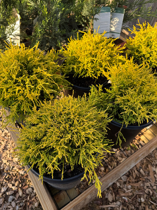 'Golden Mop' False Cypress