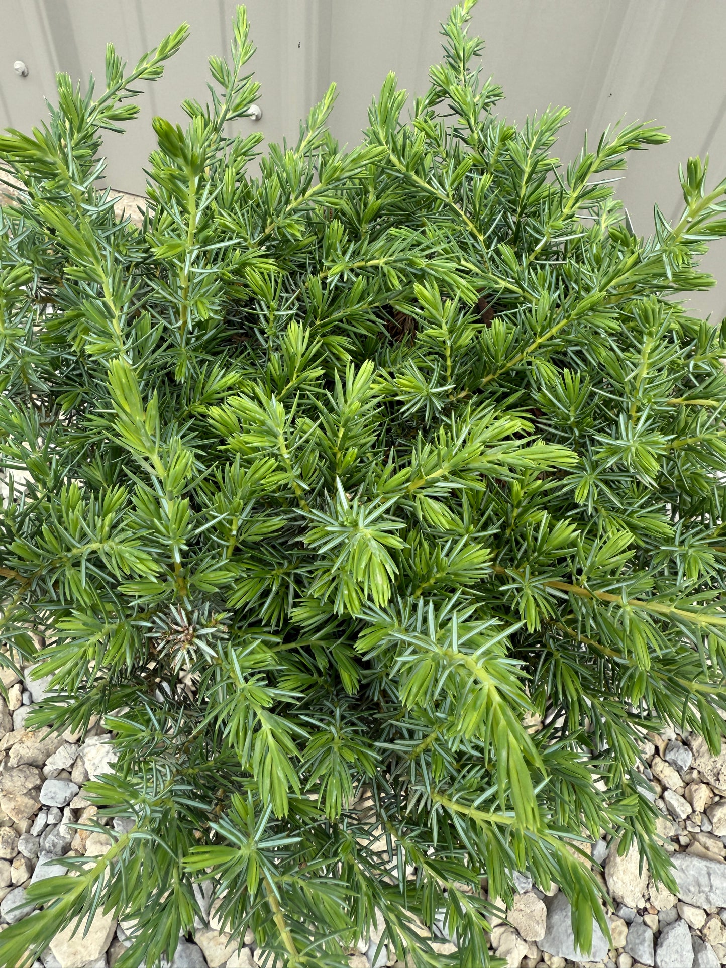 Blue Pacific Juniper - #2