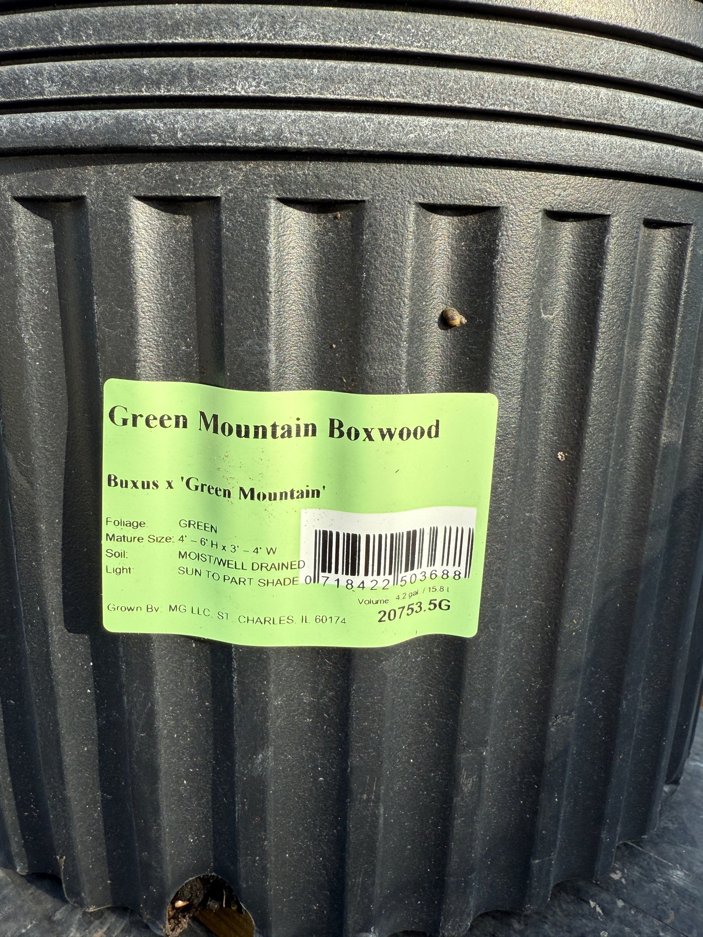 Green Mountain Boxwood - 5 GAL