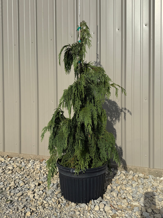 Alaskan Cedar- Chamaecyparis nootkatensis