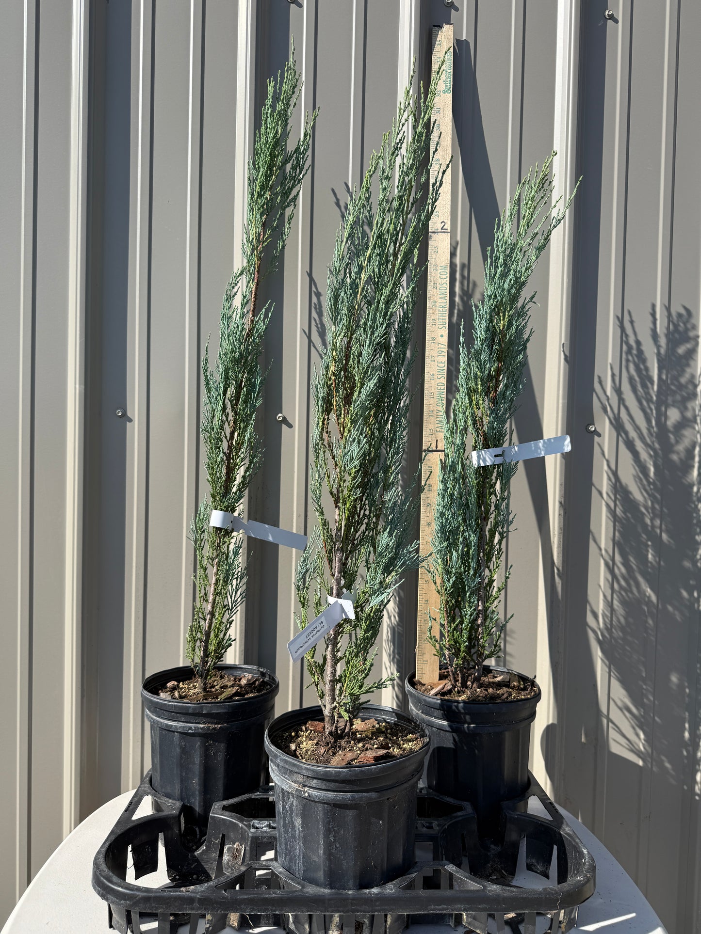 Juniper Skyrocket