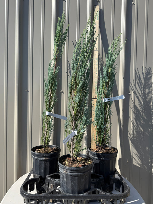 Juniper Skyrocket