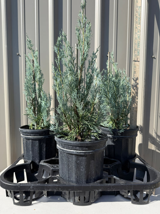 Juniper Wichita Blue