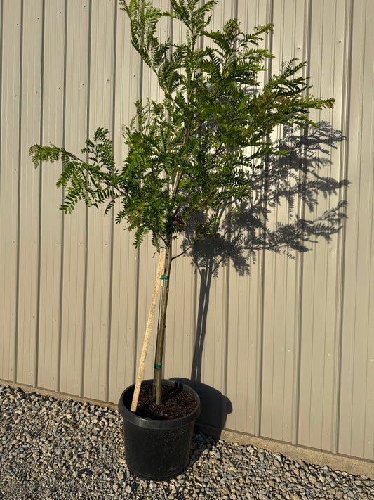 Skyline Honeylocust Tree