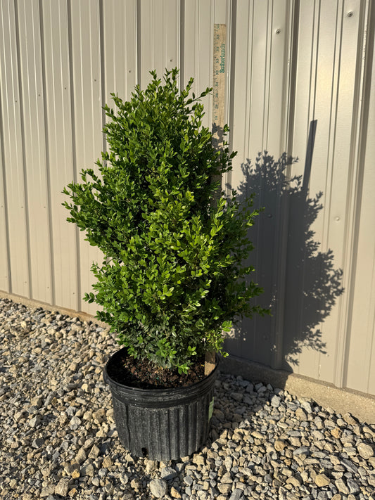 Green Mountain Boxwood - 5 GAL
