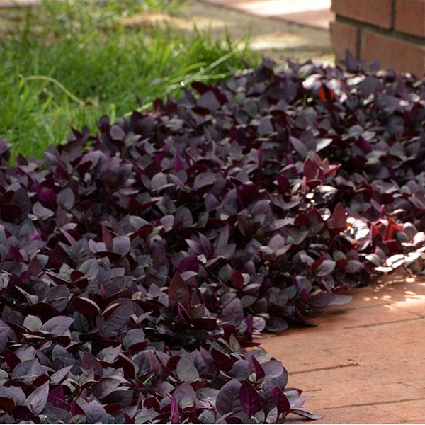 Alternanthera Purple Prince