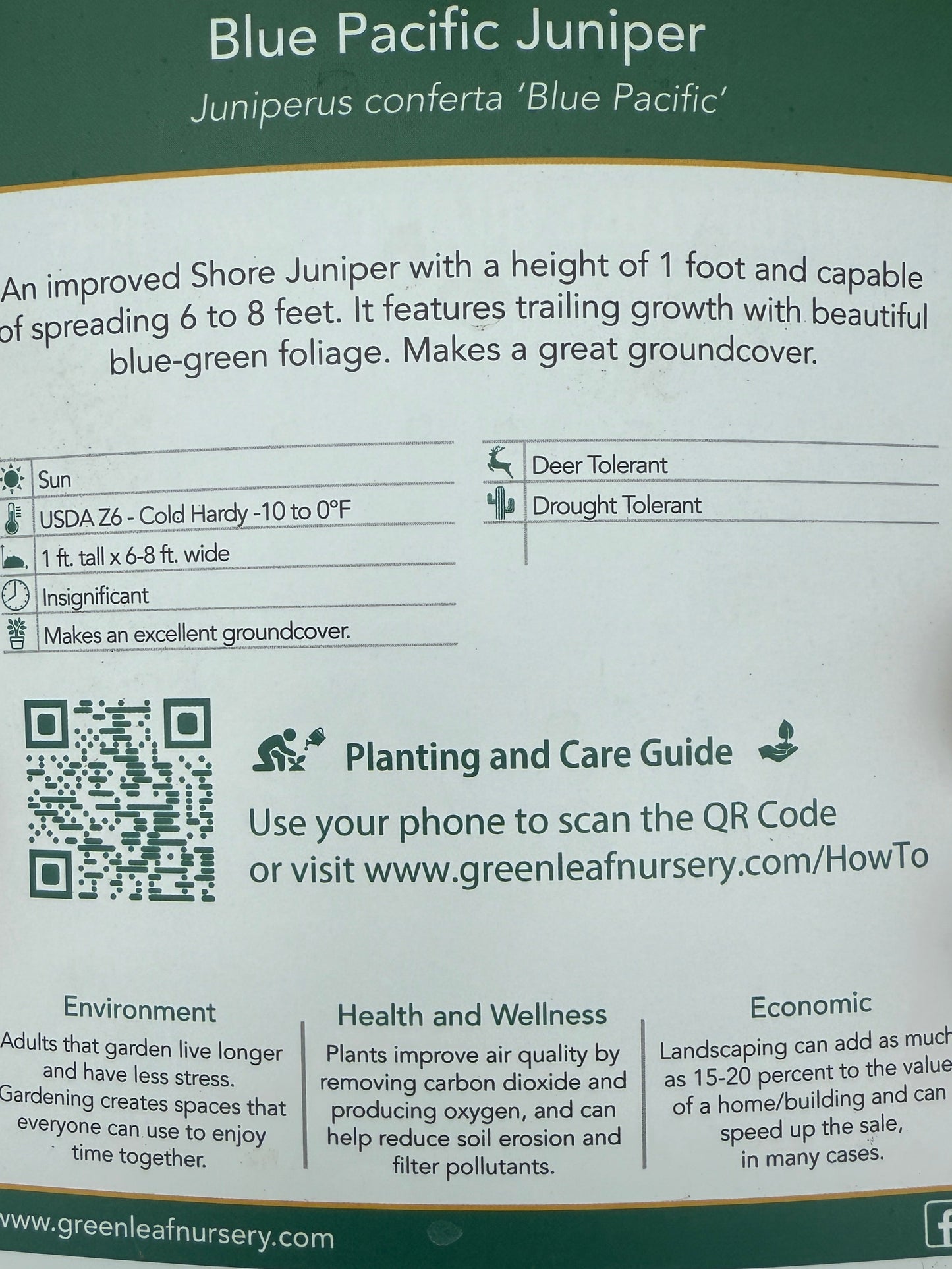 Blue Pacific Juniper - #2