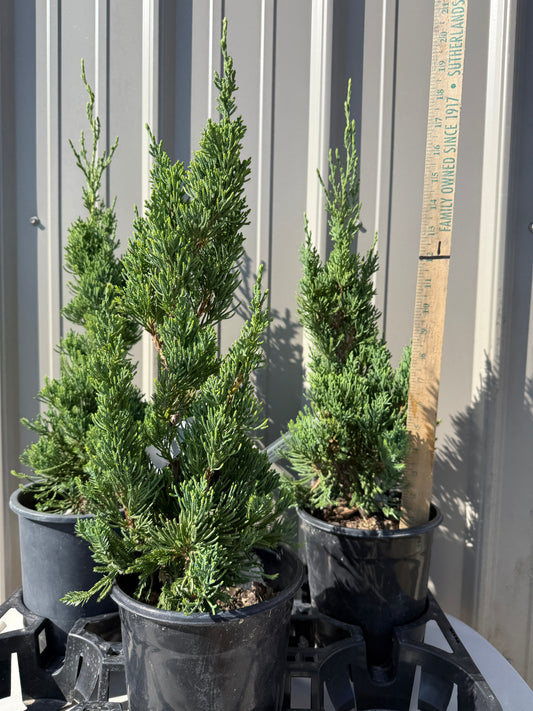 Juniper Robusta Green